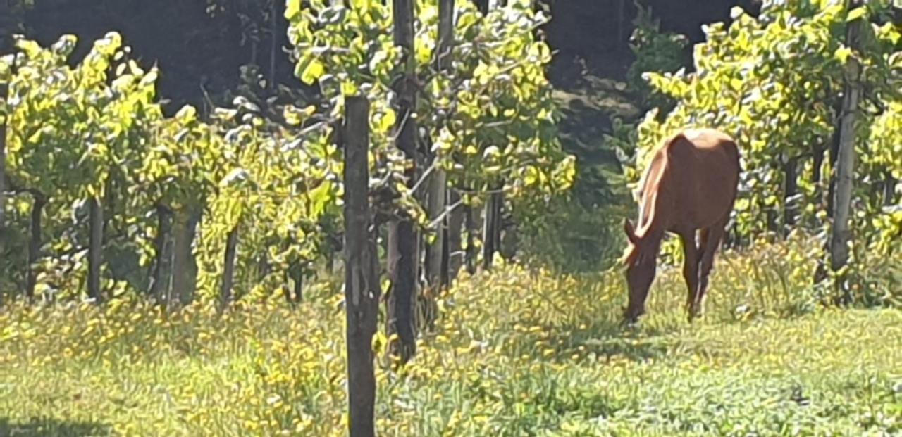 Quinta Da Quinta Lägenhet Vieira do Minho Exteriör bild